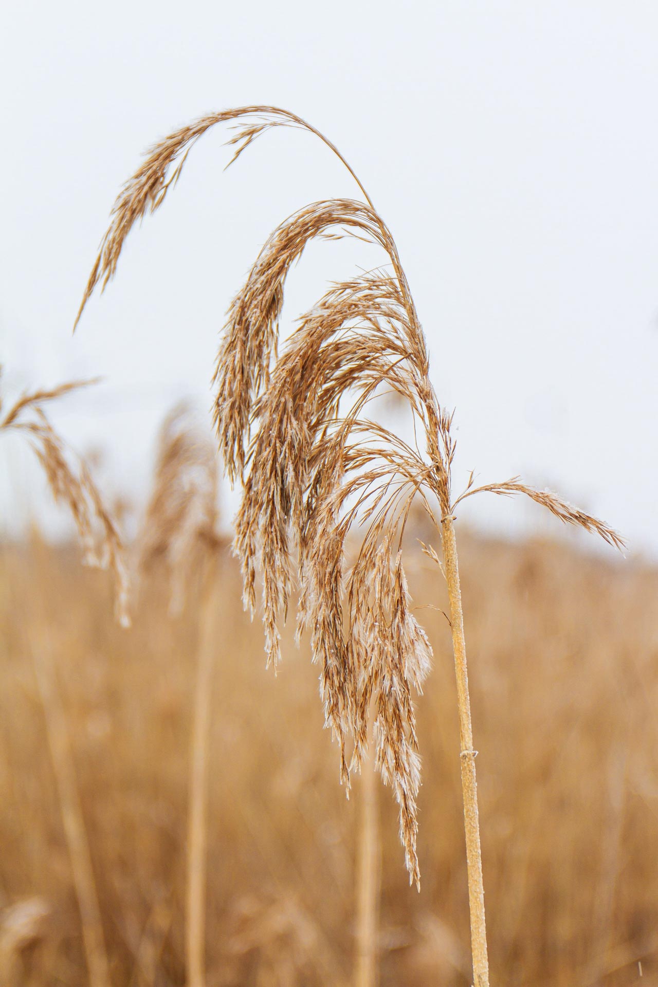 Weizenehre auf einem Feld